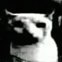despaircat despaircat