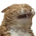 Hah
