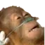 DED
