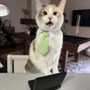 pokobusiness pokobusiness