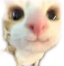 catstare