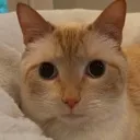 normalcat