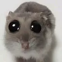 cat_eyes