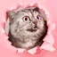 This_cat