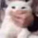 cat_jsjs