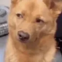 dogsus