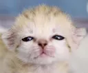 poooo