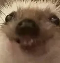 xdd