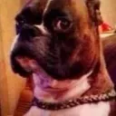 sideeye_dog2
