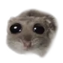 sadhamster