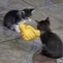 catgreement catgreement
