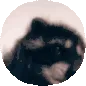 pedro