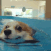 awaterdoggo