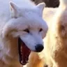 foxlol