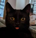 derp