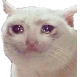 sadcat Discord Emoji