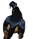 bootyshake bootyshake