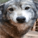 Dork_ParadoxPaws Discord emoji