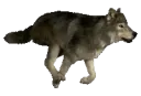 wolf
