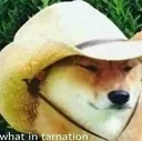 S2Cowdoggo