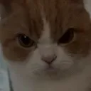 angrycat