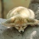 foxytired Discord Emoji