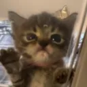 Angykitty angykitty Discord Emoji