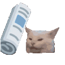 cat_punish