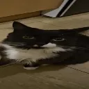 squishedholly