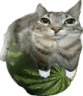 catMelon