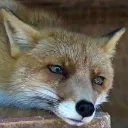 Sadfox Sadfox Discord Emoji