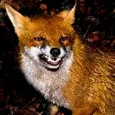 angyfox Discord Emoji