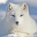 laiddownchillinfoxy Discord Emoji