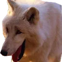 DogeLaugh2