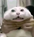 catreap