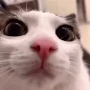 plinkstare