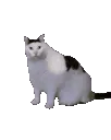 Huhcat