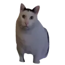 Huhcat