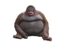 lemonke
