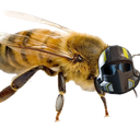 Liberbee