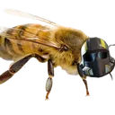 Liberbee Liberbee