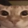 catostare