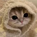 snuggledupkitty Discord Emoji