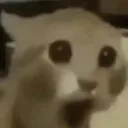 WAO