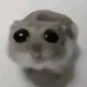 sad_hamster