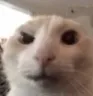 catSus