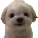 Silly_smile Silly_smile