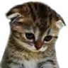 sadcat