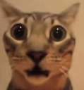 catshocked Discord emoji