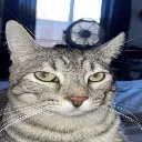 my_sincerest_reaction